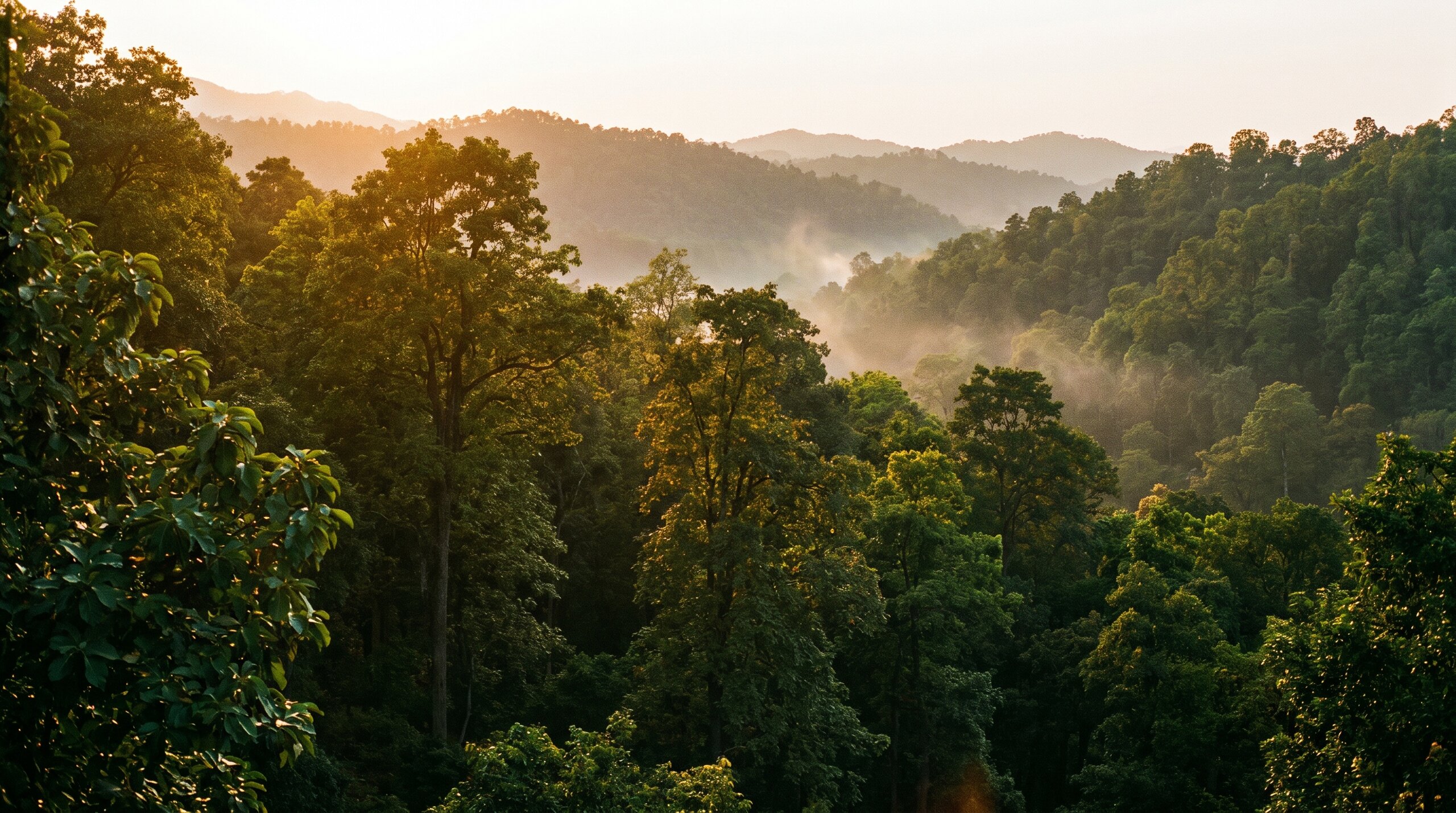 The Sal canopy at first light